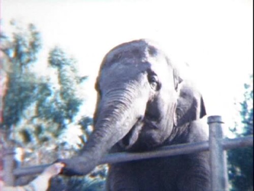 NOSEY